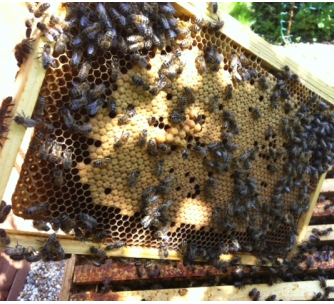 Honey Business Sinah Common Honey